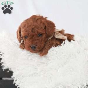 Maverick, Toy Poodle Puppy